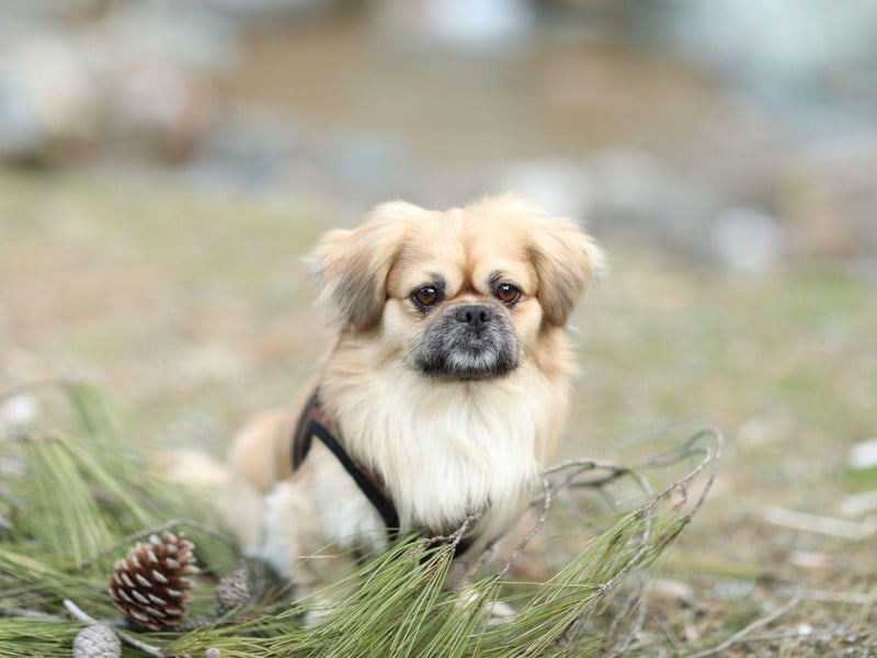 Bred to be companions to royalty, the Pekingese still enjoys the trappings of a VIP lifestyle - including its owner's undivided attention.