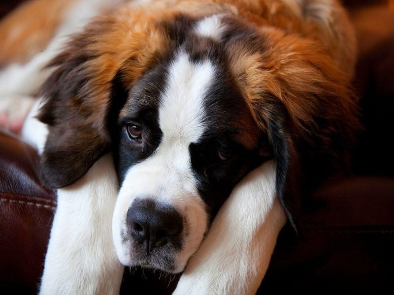 The most gentle of canine giants, the Saint Bernard is as calm as it is huge. They are particularly great with children - known for being 'nanny' dogs.