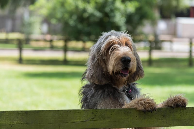 An incredibly rare breed, the Otterhound was, as its name suggests, used to hunt otters in Britain until the practice was outlawed in 1978. An exceptionally strong swimmer, they even have webbed feet for extra speed in the water.