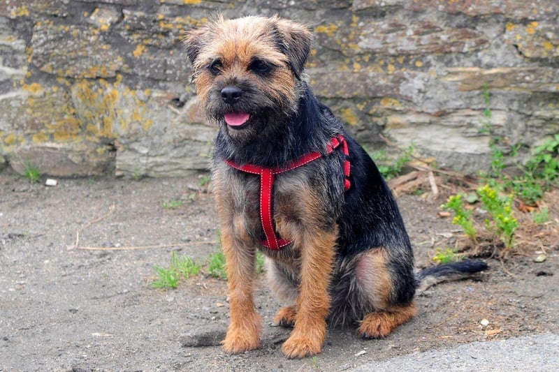 Named after the border between England and Scotland where they were first bred, the Border Terrier was first recognised by the UK Kennel Club in 1920. They were originally used to hunt foxes.