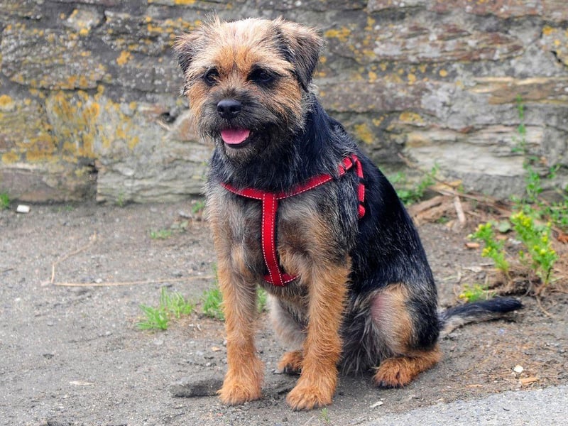 Named after the border between England and Scotland where they were first bred, the Border Terrier was first recognised by the UK Kennel Club in 1920. They were originally used to hunt foxes.