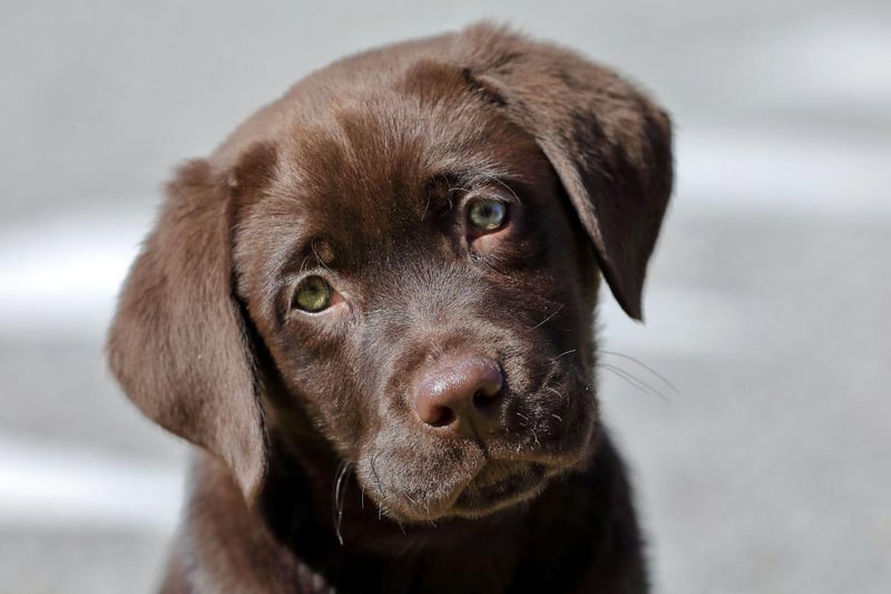 One of the reasons that the Labrador Retriever is the world's most popular dog is its lack of aggression. Vigorous licking of faces is the main thing to look out for with this good natured breed.