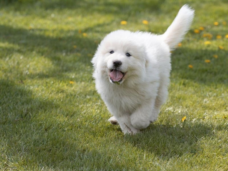 Louis XIV loved this breed so much that he declared them the Royal Dog of France. They were used as the guard dogs of French nobility due to their protective instincts and considered equivalent to two men guarding the chateau.