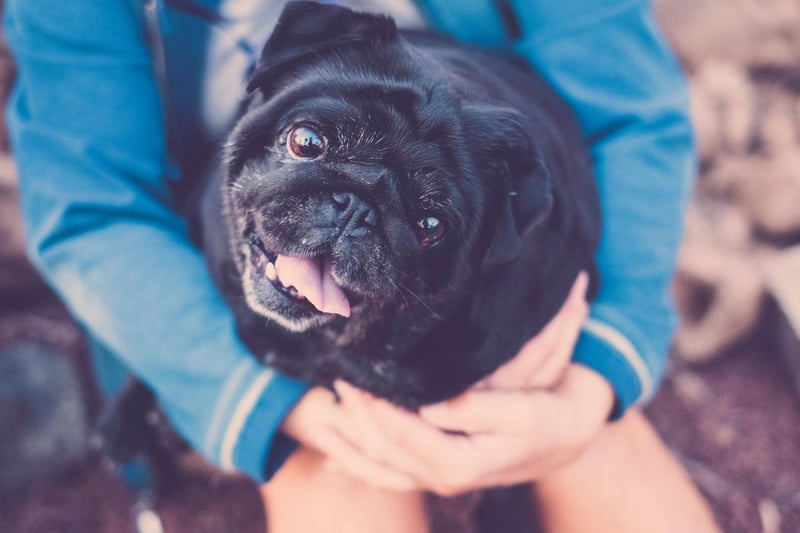 There's nothing that a pug likes more than being snuggled up on its owner's lap, spending hours happily being patted. They'll also follow you around like a shadow - leading to their nickname of the 'velcro dog'.