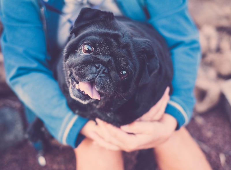 There's nothing that a pug likes more than being snuggled up on its owner's lap, spending hours happily being patted. They'll also follow you around like a shadow - leading to their nickname of the 'velcro dog'.