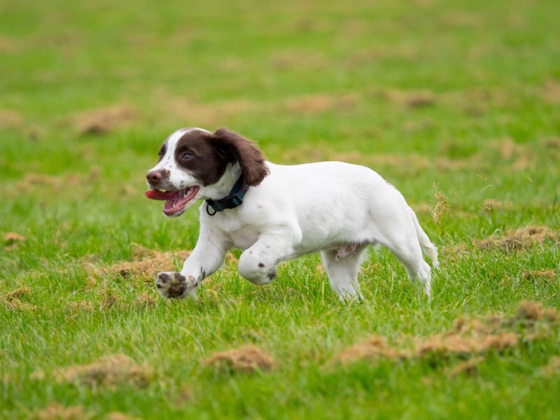 English Springer Spaniels are pretty smart - in fact they are officially the 13th most intelligent breed of dog.