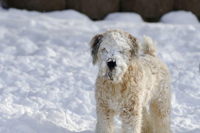 If you can, avoid roads, pathways and driveways with grit salt. If it gets into their paws, it can cause irritation and discomfort, especially if it becomes compacted with snow. Be sure to wipe their paws as soon as you get in, especially if you think your dog has walked on grit before they attempt to clean themselves. Salt grit contains harmful chemicals and, if ingested, is extremely hazardous and in some cases can cause sodium toxicity, so stick to parks and rural locations instead.