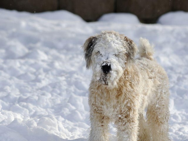 If you can, avoid roads, pathways and driveways with grit salt. If it gets into their paws, it can cause irritation and discomfort, especially if it becomes compacted with snow. Be sure to wipe their paws as soon as you get in, especially if you think your dog has walked on grit before they attempt to clean themselves. Salt grit contains harmful chemicals and, if ingested, is extremely hazardous and in some cases can cause sodium toxicity, so stick to parks and rural locations instead.