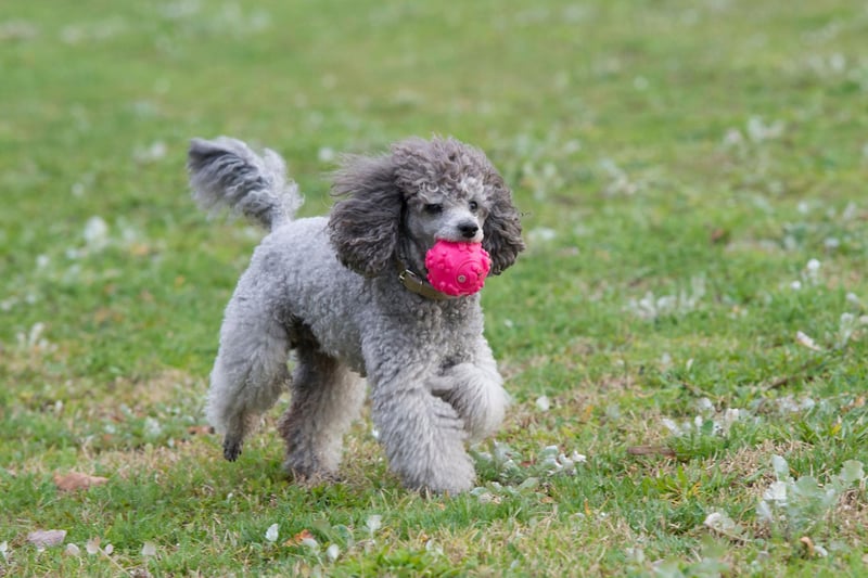 Many people don't realise that the poodle, the epitome of pampered and perfect show dogs, was originally bred for retrieving shot-down birds. The breed still has the requisite soft mouth for the job.