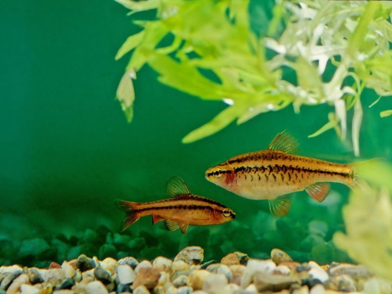 Another schooling fish, you'll want a minimum of six Cherry Barb in your tank to keep them happy. Native to Sri Lanka, keep the ratio at two females to every male to maintain a healthy hierarchy. It's easy to tell the difference as the male is deep red, compared to the female's browny red colour.