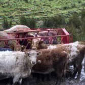 SSA argue that it would be unethical not to embrace the potential of technologies such as gene editing to help improve sustainable, high-welfare production in farmed animals.