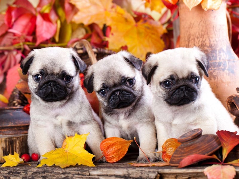 It's not just humans and other dogs that the Pug enjoys socialising with. These tiny characters are well known for getting on with lots of other animals - even cats.
