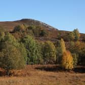 Birch trees at Trees for Life's Dundreggan rewilding centre