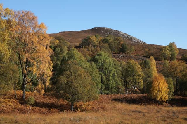 Birch trees at Trees for Life's Dundreggan rewilding centre
