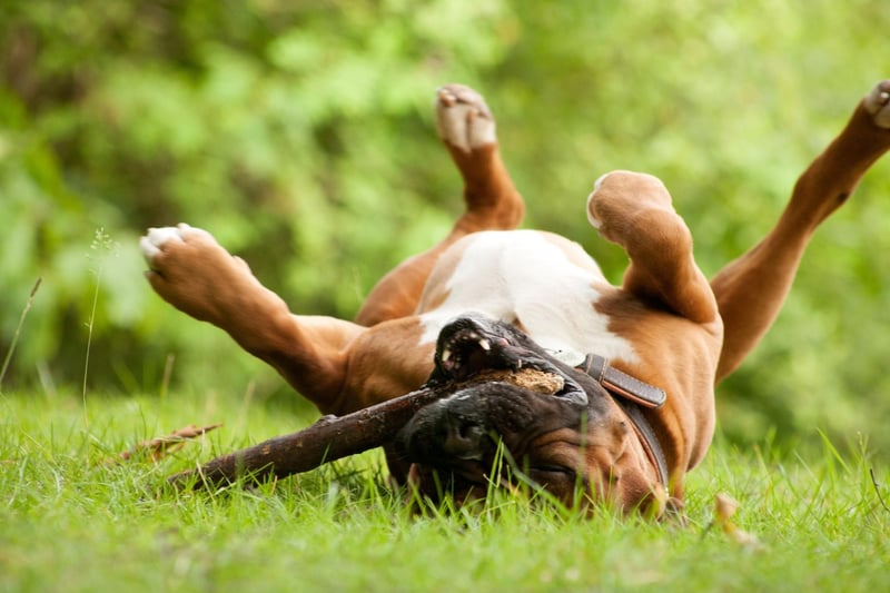 Patient, gentle and affectionate, a Boxer makes a particularly good playmate for children with their endless energy and cheery outlook on life.