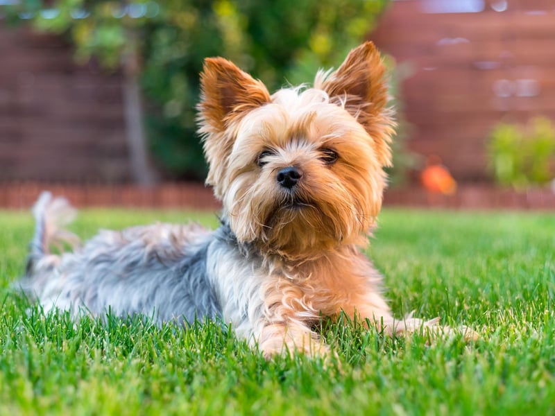 Cute Yorkshire Terriers have been taken from their owners 77 times in the last five years.