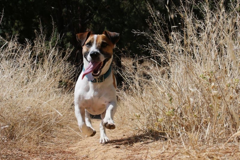 The last of the terriers on our list, the tiny Jack Russell is a contender for the most energy per pound of pup. If they don't get anough exercise then that energy has to go somewhere - mainly barking and jumping around for the slightest tiny reason.