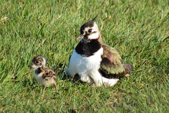 The Nature Recovery Plan calls for a new system of support to encourage eco-friendly farming methods in Scotland to benefit species such as the endangered lapwing