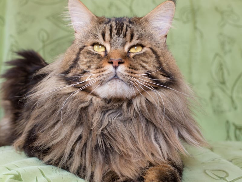The large and cuddly cat breed is a real gentle giant that can bond well with other cats in the home.
