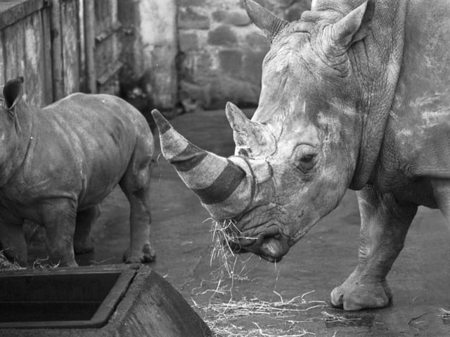 Floosie the Edinburgh Zoo rhinoceros wears a specially-made rhino horn warmer to protect it from the cold in December 1988.
