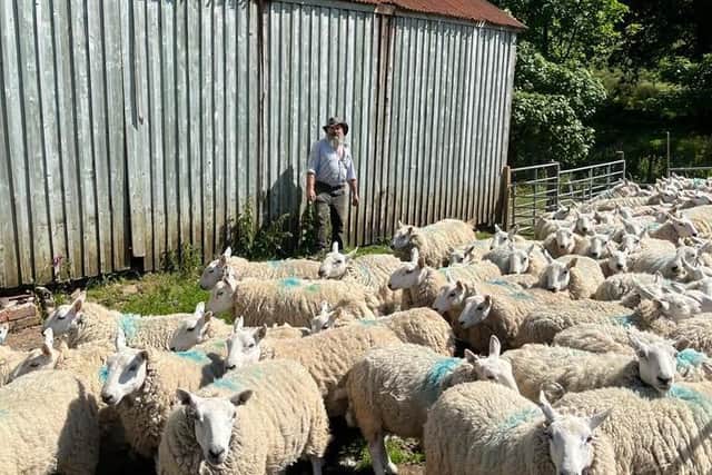 West coast farmer Brian Walker said he has seen as "massive increase" in ticks this year on his livestock (pic: Brian Walker)