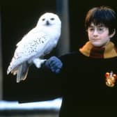 Harry Potter with owl