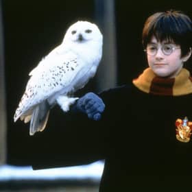 Harry Potter with owl