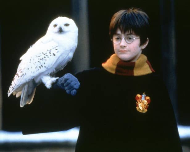 Harry Potter with owl