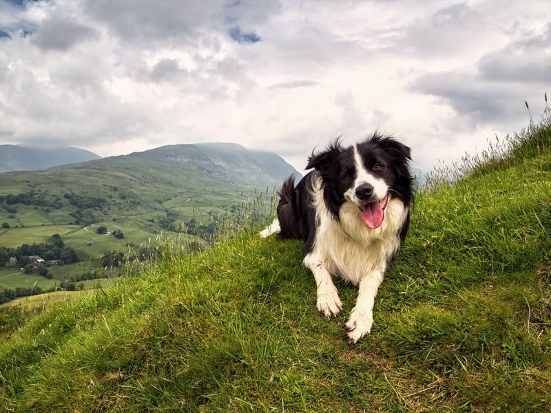A lovely name for a lovely dog, Bella is sixth in our list. It's an Italian name, meaning 'beautiful'.
