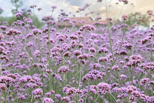 Butterflies adore the lilac flowers that adorn the slender, wiry stems of verbena bonariensis. Leave the flower heads once finished as finches love to eat the seeds. Plus, any that fall to the ground may germinate, giving you new plants. In early spring, make sure to prune back to the base.