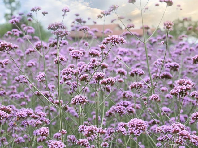 Butterflies adore the lilac flowers that adorn the slender, wiry stems of verbena bonariensis. Leave the flower heads once finished as finches love to eat the seeds. Plus, any that fall to the ground may germinate, giving you new plants. In early spring, make sure to prune back to the base.