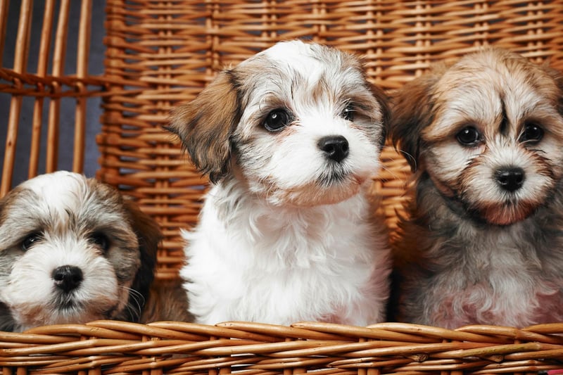 The Havanese is Cuba's national dog and is getting pretty popular in the UK too, with registrations up by 652 per cent in the last 25 years.