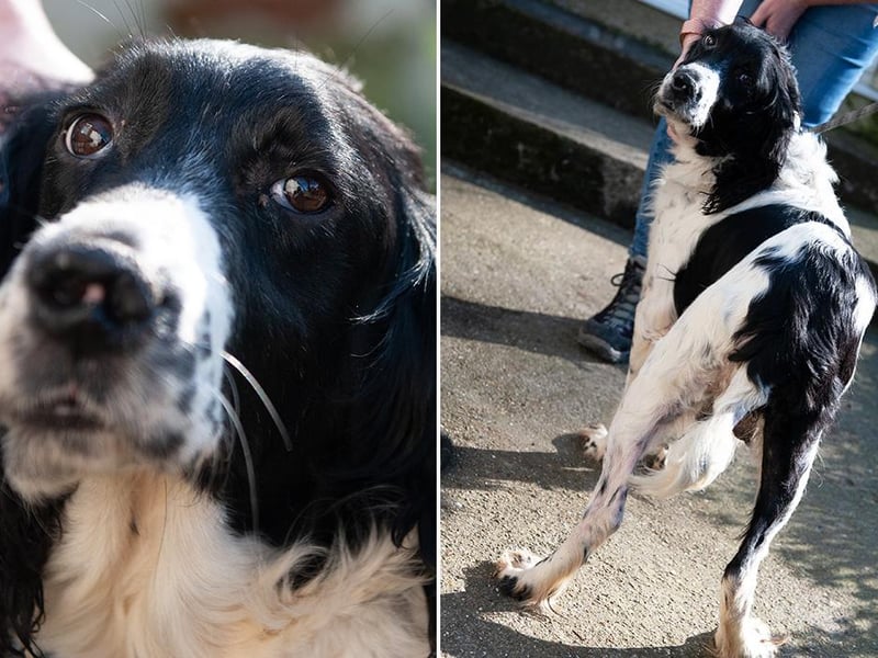 This is Sparkle. Do you recognise Sparkle?