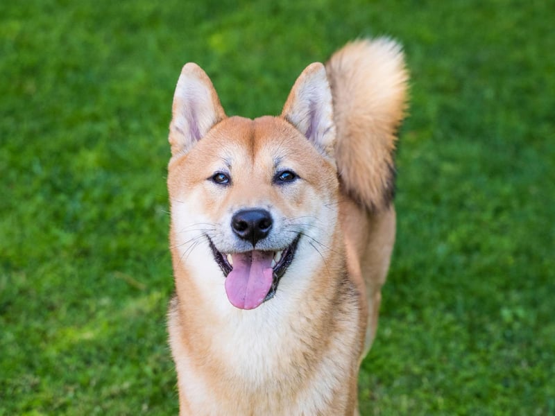 A small dog with a big shedding reputation, the Shiba Inu only loses moderate amounts of hair year-round. Twice a year though, it can seem like they lose their entire coat several times a day - requiring a lot of hoovering and brushing.