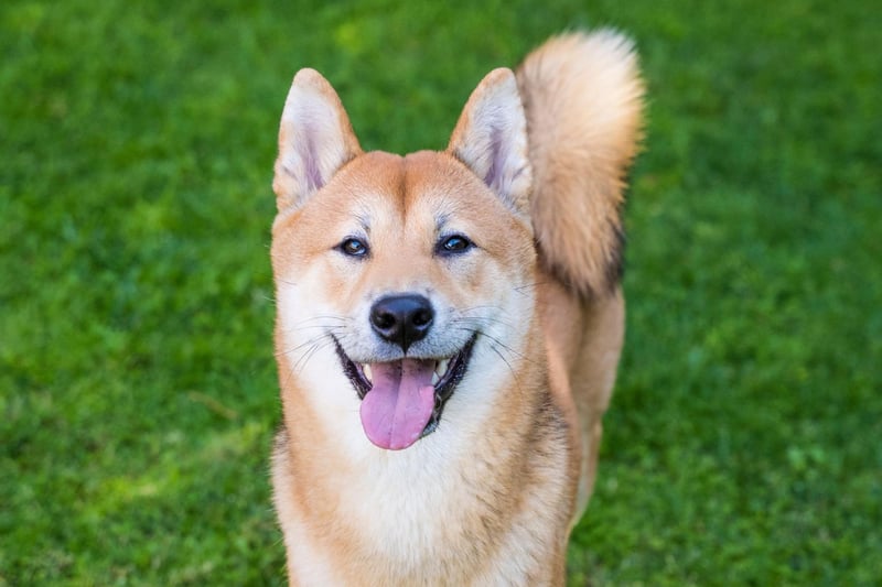 A small dog with a big shedding reputation, the Shiba Inu only loses moderate amounts of hair year-round. Twice a year though, it can seem like they lose their entire coat several times a day - requiring a lot of hoovering and brushing.