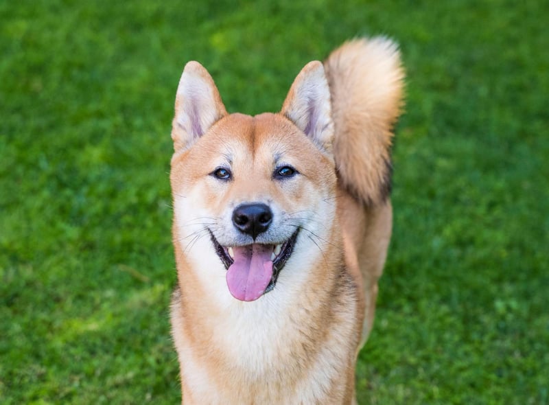 A small dog with a big shedding reputation, the Shiba Inu only loses moderate amounts of hair year-round. Twice a year though, it can seem like they lose their entire coat several times a day - requiring a lot of hoovering and brushing.