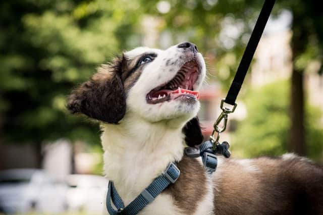 Taking a puppy for a first walk is a big moment for pet and owner alike.