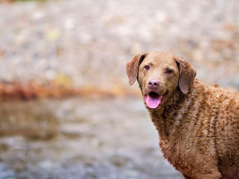 Despite being related to the incredibly gregarious Labrador Retriever and Golden Retriever, the Chesapeake Bay Retriever tends to keep itself to itself. It's a breed that makes for a perfect hunting companion but otherwise very much enjoys its own company.