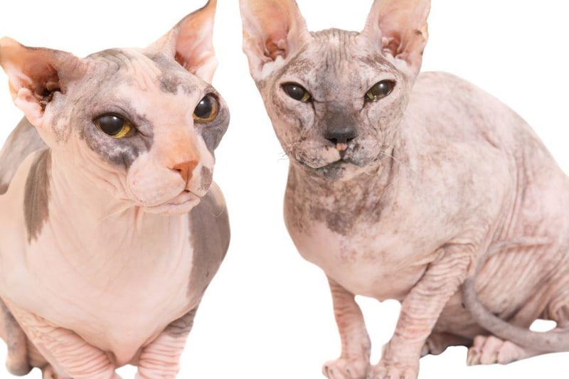 The Levkoy cat breed is another hairless cat that is Ukrainian in its origin.