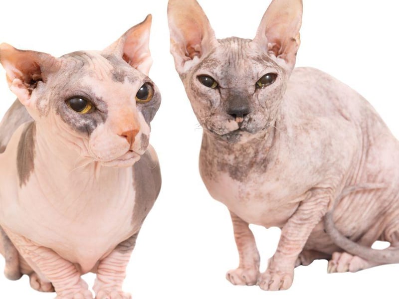 The Levkoy cat breed is another hairless cat that is Ukrainian in its origin.
