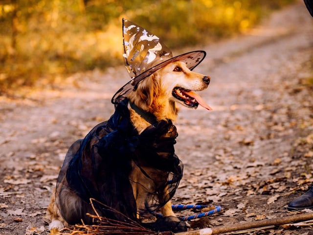 A pointy hat and (another) cape is all you need to create a witch outfit certain to cast a spell of cuteness.