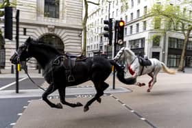 Two horses on the loose bolt through the streets of London near Aldwych. Picture: Jordan Pettitt/PA Wire