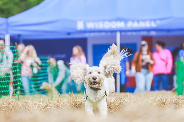 This dog-friendly festival has all you need for a great day out near Edinburgh