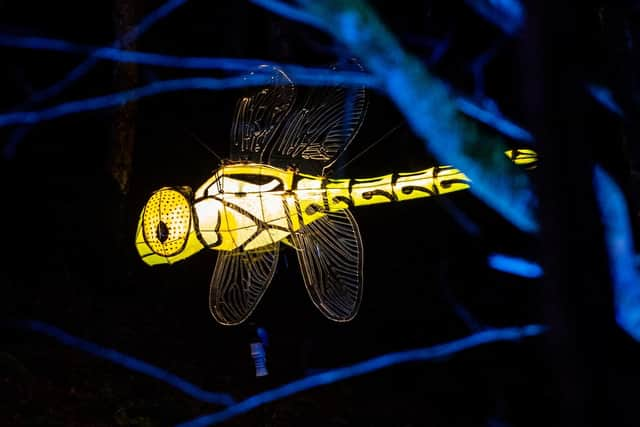 Dragonflies will appear to defy gravity as they are suspended over the serene Botanic Pond.