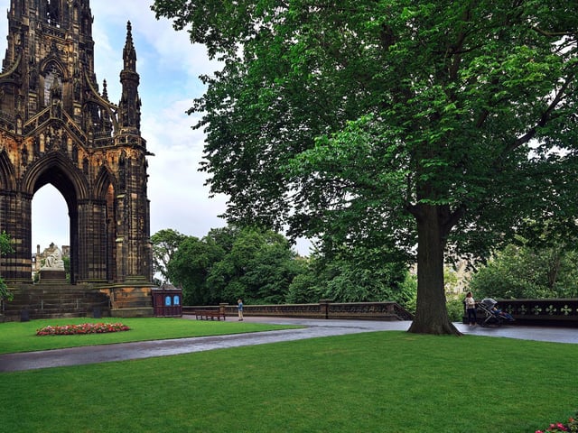 Elm next to Edinburgh's Scott Monument