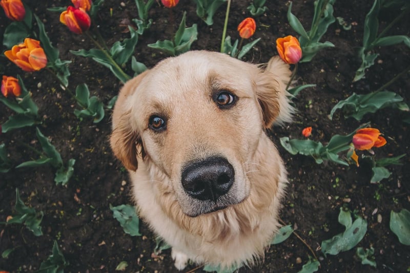 If you notice that your dog is losing more hair than usual, this may also be a sign of seasonal allergies affecting them through the spring period. Allergies are a common trigger for hair loss in dogs, as they often lead to skin irritation. Hair loss can appear in a single spot, in patches or all over the body.