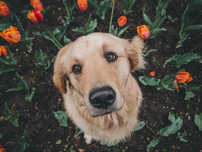 If you notice that your dog is losing more hair than usual, this may also be a sign of seasonal allergies affecting them through the spring period. Allergies are a common trigger for hair loss in dogs, as they often lead to skin irritation. Hair loss can appear in a single spot, in patches or all over the body.