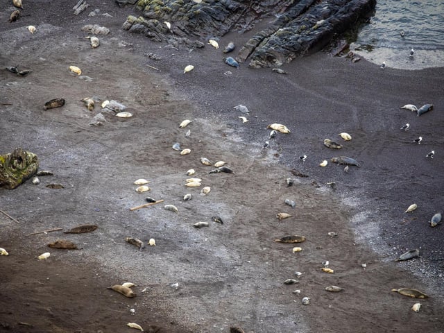 Grey seals, one of the rarest in the world, breed at the reserve from October to December.
