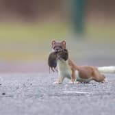 Stoat and Orkney Vole