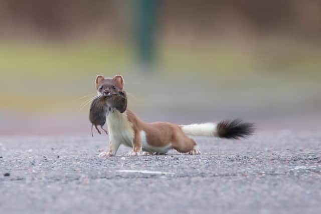 Stoat and Orkney Vole